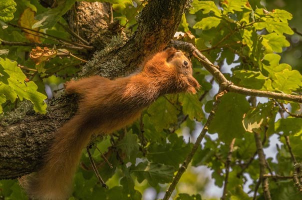 Red Squirrel in tree at Medina Valley, Isle of Wight